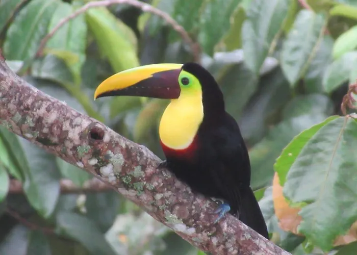 Toucan Lane